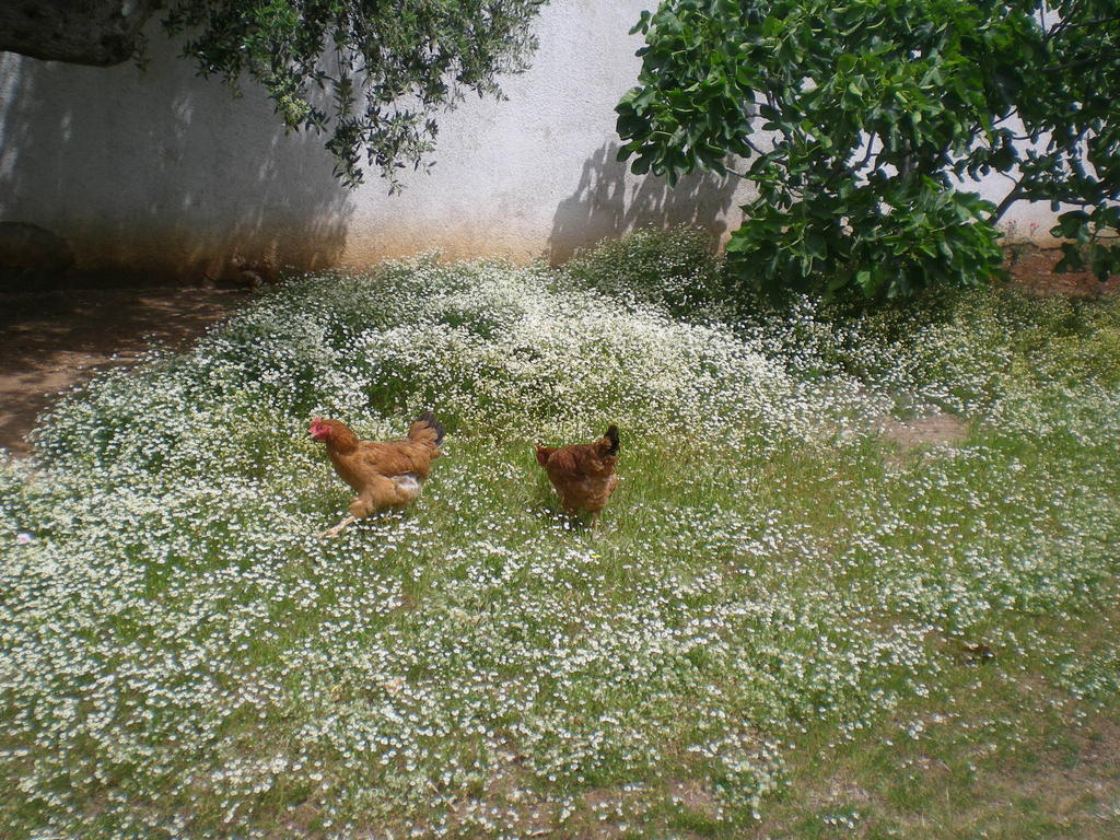 ホテルIl Giardino Castro  エクステリア 写真